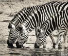 Три зебры питьевой